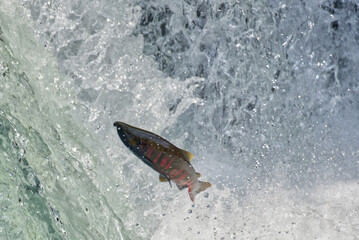 Fototapeta premium Cherry salmon at Sakura Falls, Kiyosato, Hokkaido