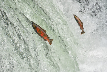 Fototapeta premium Cherry salmon at Sakura Falls, Kiyosato, Hokkaido