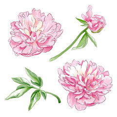Set of pink peonies with green leaves