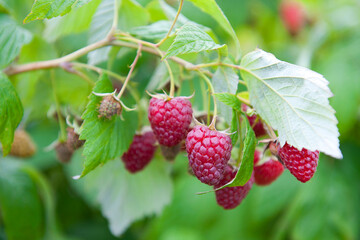 Sweet raspberries cultivating