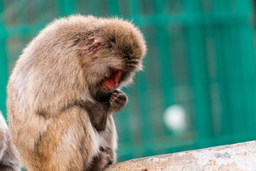 猿,動物, 哺乳動物, 自然