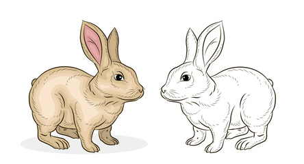 Vector image of a rabbit in black and white and color, Coloring book for children.