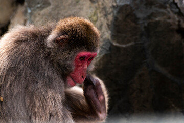 Naklejka premium 猿,動物, 哺乳動物, 自然