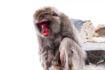 猿,動物, 哺乳動物, 自然