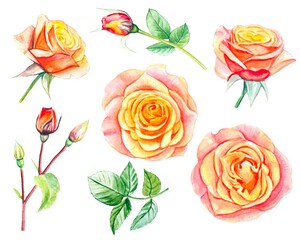 Collection of yellow roses  and leaves. hand drawn watercolor illustration