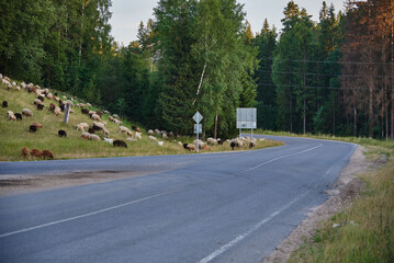 A herd of sheep descends along a green hillock onto an asphalt highway.