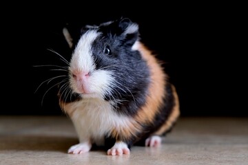 A tricolor guinea pig stands on the floor against a dark background. A pet.