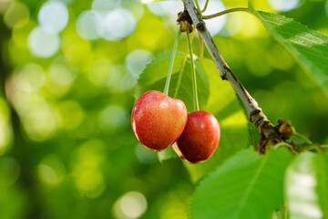 Cherry tree branch with ripe large fruits. Cherries hanging on cherry tree branch with green leaves and blurred background. Red and sweet cherries on a branch just before harvest in early summer