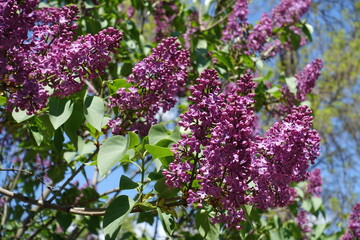 Fototapeta na wymiar Buds and flowers of dark purple common lilac in April