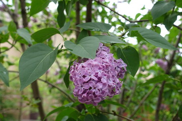One panicle of mauve flowers of common lilac in May