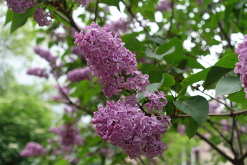 Fototapeta premium Panicles of violet flowers of common lilac in May