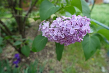 Fototapeta premium Single panicle of common lilac with mauve flowers in May