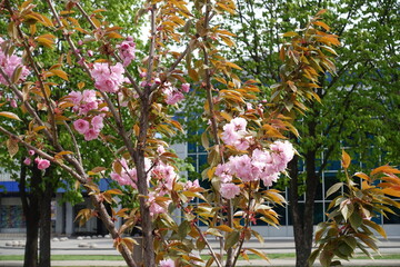 Fototapeta na wymiar Flowering branches of double pink sakura tree in April