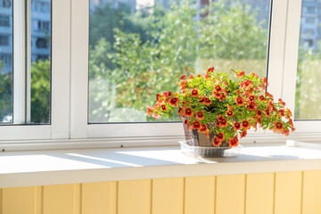 A group of colorful red-orange flowers, tropical, juicy flowering plants in a decorative pot on the windowsill on balcony - obrazy, fototapety, plakaty