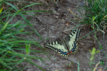 This is Papilio machaon butterfly.