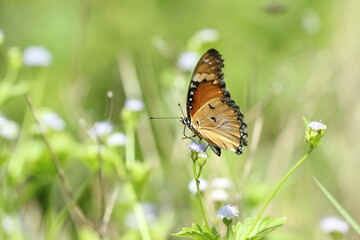 orange butterfly on green background