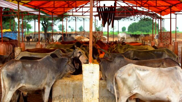 cow shed in india