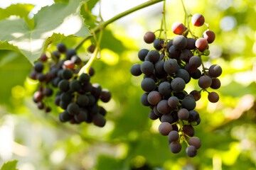 Wine grape variety, ripe berries on a bush.