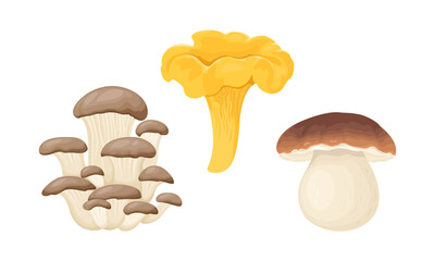 Mushrooms set. Vector cartoon Porcini, Chanterelle and Oyster mushroom isolated on white background. Food illustration.