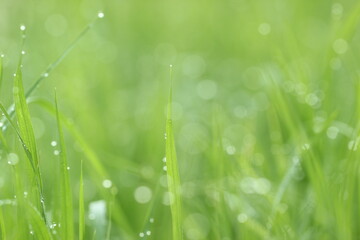 Naklejka premium green grass in the morning