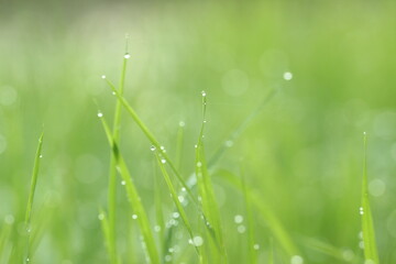 Obraz premium green grass in the morning