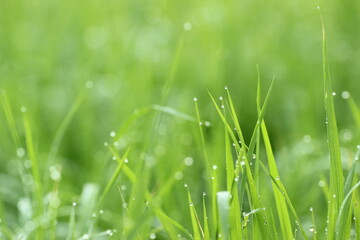 Obraz premium green grass in the morning