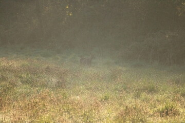 Montivilliers, Normandie, France 