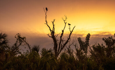 Fototapeta na wymiar Sunrise over a tree with vultures sitting on top in Everglades National Park