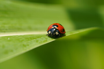 Fototapeta premium ちょこちょこ忙しいてんとう虫