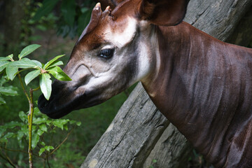 横浜動物園のオカピ