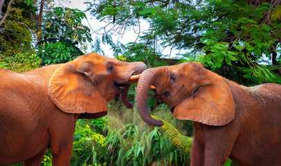 Two african elephants fighting