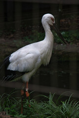 横浜動物園のコウノトリ