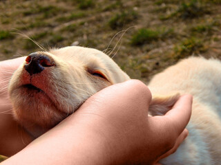 Adorable labrador puppy with closed eyes in hands 