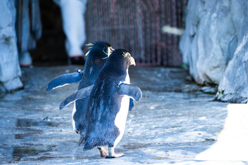 北海道、旭山動物園のかわいいペンギン達