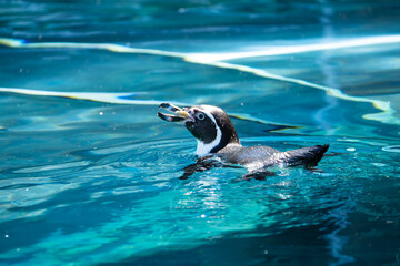 北海道、旭山動物園のかわいいペンギン達