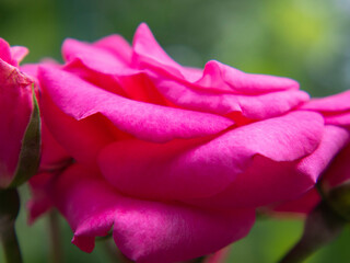 Pink-purple rose flower close-up on a background of greenery