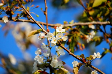 Montivilliers, Normandie, France 