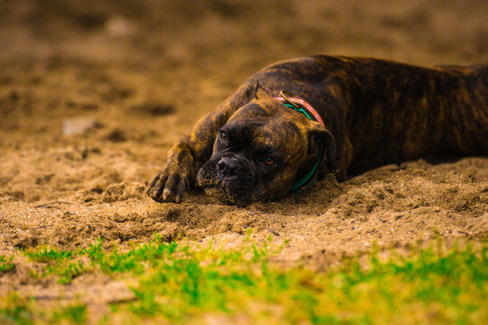 Dog Life