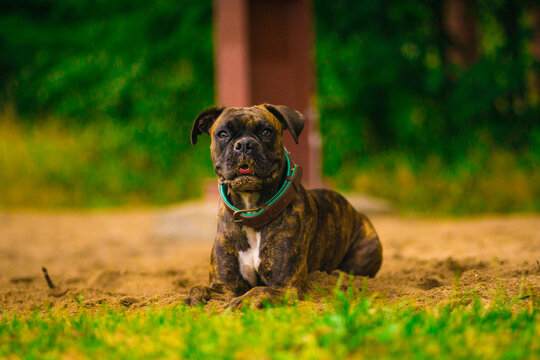 Dog Life