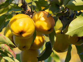 Yellow ripe pears in the garden on a tree. Yellow pears are hanging on a tree among the leaves
