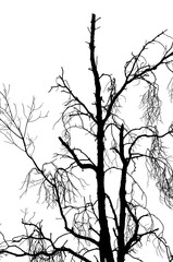 silhouette die tree