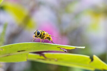Wildbiene in der Natur auf einem Blatt
