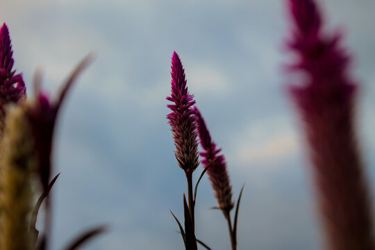 Purple baroco flowers in city parks in the afternoon, Baroco is usually used as a hedge