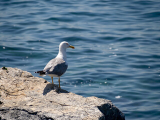 Fototapeta na wymiar a seagull on the rocks by the sea