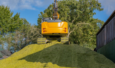 Bagger verteilt Mais auf einer Maissilage während der Maisernte 