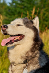 Happy smiling face of a red husky dog close-up
