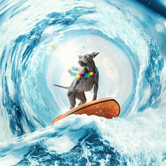 Adorable silver color Weinerman dog surfing on huge wave in ocean or sea on summer vacation with modern sunglasses and flower chain. Concept of rest, sport, adventures