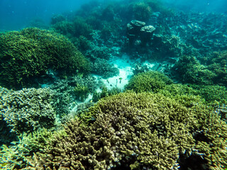 Diving in Una Una -Indonesia 