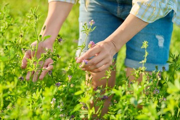 Field with blooming alfalfa, woman hands touching plant. - obrazy, fototapety, plakaty