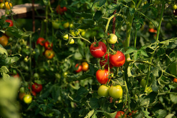 Cracked tomatoes on bushes, lack of water